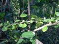 white indigo berry